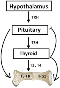 Expanding the Role of Thyroid-Stimulating Hormone in Skeletal Physiology